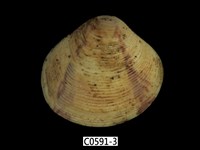 藏品(唱片簾蛤)的圖片